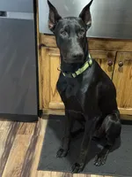 Creed, a male Doberman Pinscher for sale in Pomeroy, OH – Photo 3 of 6