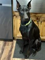 Coming soon Bella , a  Doberman Pinscher for sale in Pomeroy, OH – 4 of 6