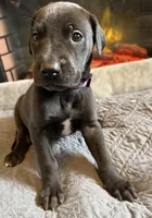 Purple, a female Great Dane for sale in Pomeroy, OH – Photo 3 of 9