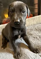 Purple, a female Great Dane for sale in Pomeroy, OH – Photo 4 of 9