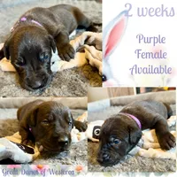 Purple, a female Great Dane for sale in Pomeroy, OH – Photo 8 of 9