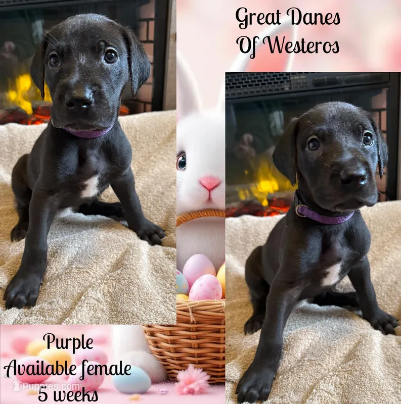 Purple – Great Dane puppy on hold in Pomeroy, OH