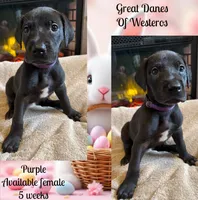 Purple, a female Great Dane for sale in Pomeroy, OH – Photo 1 of 9