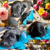 Purple, a female Great Dane for sale in Pomeroy, OH – Photo 9 of 9