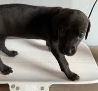 Purple, a female Great Dane for sale in Pomeroy, OH – Photo 2 of 9