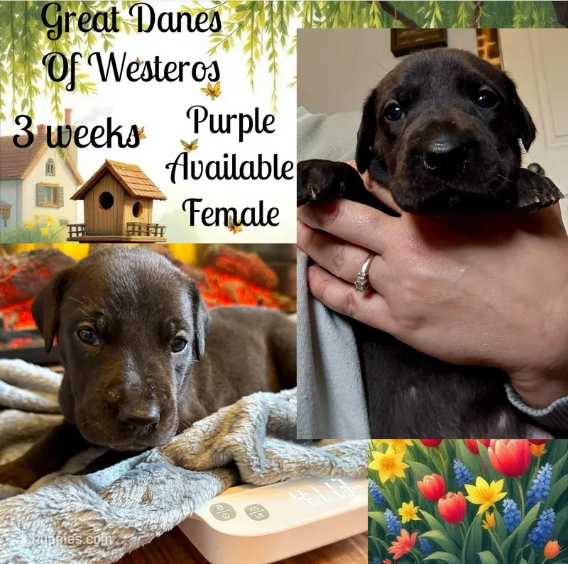 Purple – Great Dane puppy for sale in Pomeroy, OH