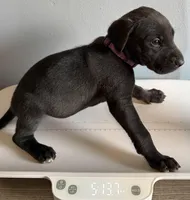 Purple, a female Great Dane for sale in Pomeroy, OH – Photo 5 of 9