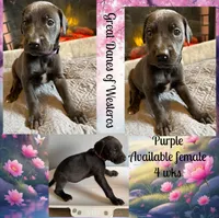 Purple, a female Great Dane for sale in Pomeroy, OH – Photo 6 of 9