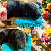 Orange, a male Great Dane for sale in Pomeroy, OH – Photo 2 of 2