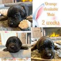 Orange, a male Great Dane for sale in Pomeroy, OH – Photo 1 of 2