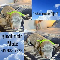 Green, a male Doberman Pinscher for sale in Pomeroy, OH – Photo 2 of 4