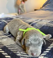 Green, a male Doberman Pinscher for sale in Pomeroy, OH – Photo 3 of 4