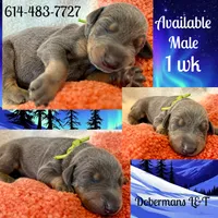 Green, a male Doberman Pinscher for sale in Pomeroy, OH – Photo 1 of 4