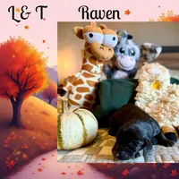 Raven , a female Doberman Pinscher for sale in Pomeroy, OH – 2 of 7