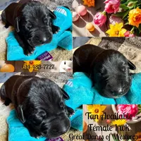 Lucky Seven, a female Great Dane for sale in Pomeroy, OH – Photo 3 of 3