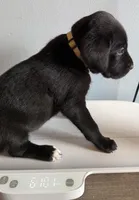 Lucky Seven, a female Great Dane for sale in Pomeroy, OH – Photo 5 of 9