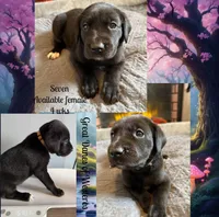 Lucky Seven, a female Great Dane for sale in Pomeroy, OH – Photo 7 of 9