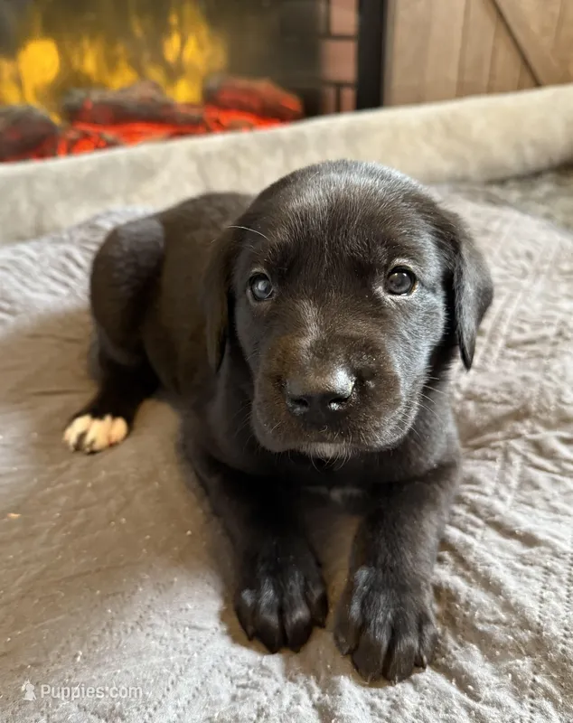 Lucky Seven – Great Dane puppy for sale in Pomeroy, OH