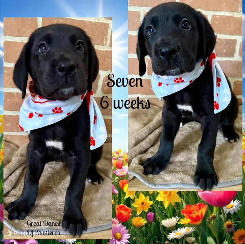 Lucky Seven – Great Dane puppy for sale in Pomeroy, OH