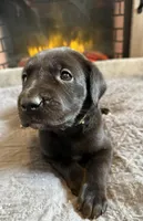 Lucky Seven, a female Great Dane for sale in Pomeroy, OH – Photo 6 of 9