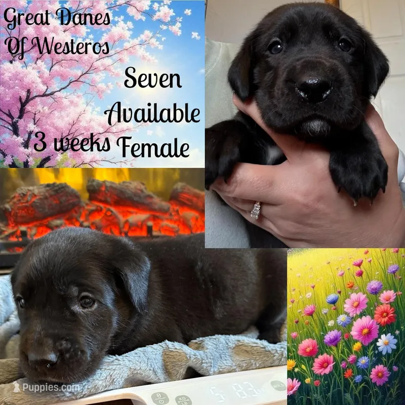 Lucky Seven – Great Dane puppy for sale in Pomeroy, OH