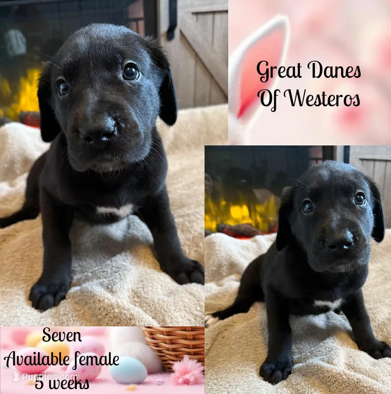 Lucky Seven – Great Dane puppy for sale in Pomeroy, OH