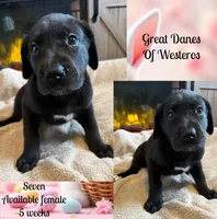 Lucky Seven, a female Great Dane for sale in Pomeroy, OH – Photo 3 of 9