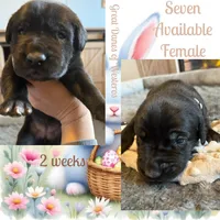 Lucky Seven, a female Great Dane for sale in Pomeroy, OH – Photo 2 of 3