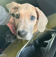 Oscar, a male Great Dane for sale in Pomeroy, OH – Photo 1 of 3