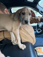 Oscar, a male Great Dane for sale in Pomeroy, OH – Photo 3 of 3