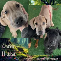 Oscar, a male Great Dane for sale in Pomeroy, OH – Photo 2 of 3