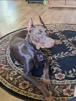 Coming soon , a  Doberman Pinscher for sale in Pomeroy, OH – 5 of 6