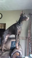 Coming soon , a  Doberman Pinscher for sale in Pomeroy, OH – 4 of 6