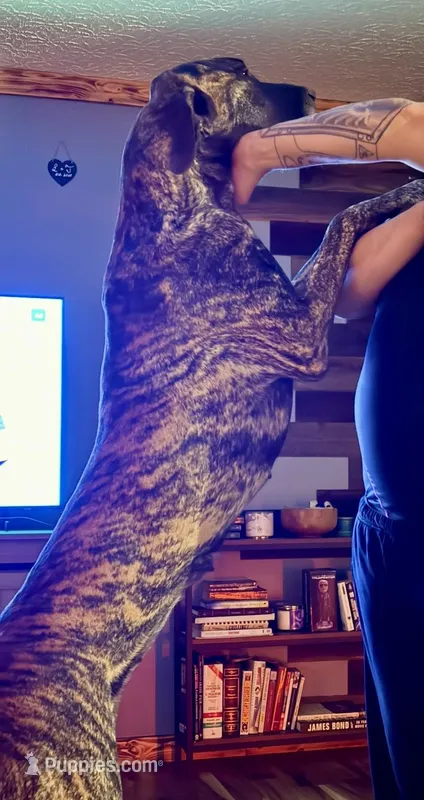 Coming Soon – Great Dane puppy for sale in Pomeroy, OH