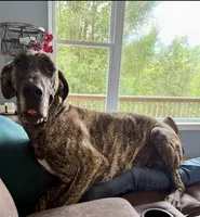 Coming Soon, a  Great Dane for sale in Pomeroy, OH – Photo 2 of 7