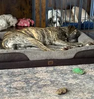 Coming Soon, a  Great Dane for sale in Pomeroy, OH – Photo 7 of 7