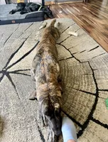 Coming Soon, a  Great Dane for sale in Pomeroy, OH – Photo 5 of 7