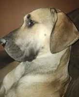 Coming Soon, a  Great Dane for sale in Pomeroy, OH – Photo 4 of 7