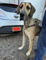 Coming Soon, a  Great Dane for sale in Pomeroy, OH – Photo 6 of 7