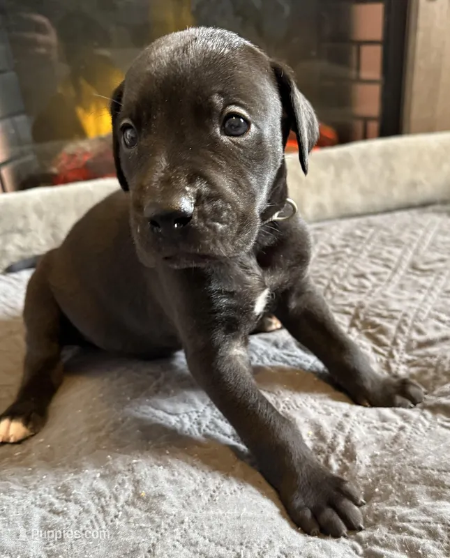 Silver – Great Dane puppy for sale in Pomeroy, OH