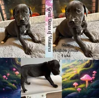 Silver, a female Great Dane for sale in Pomeroy, OH – Photo 5 of 6