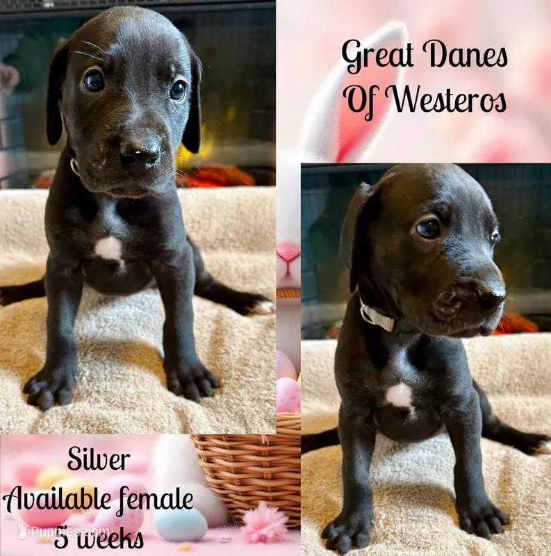 Silver – Great Dane puppy for sale in Pomeroy, OH