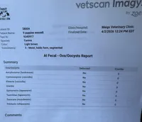 Silver, a female Great Dane for sale in Pomeroy, OH – Photo 3 of 6