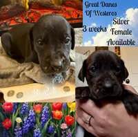 Silver, a female Great Dane for sale in Pomeroy, OH – Photo 6 of 6