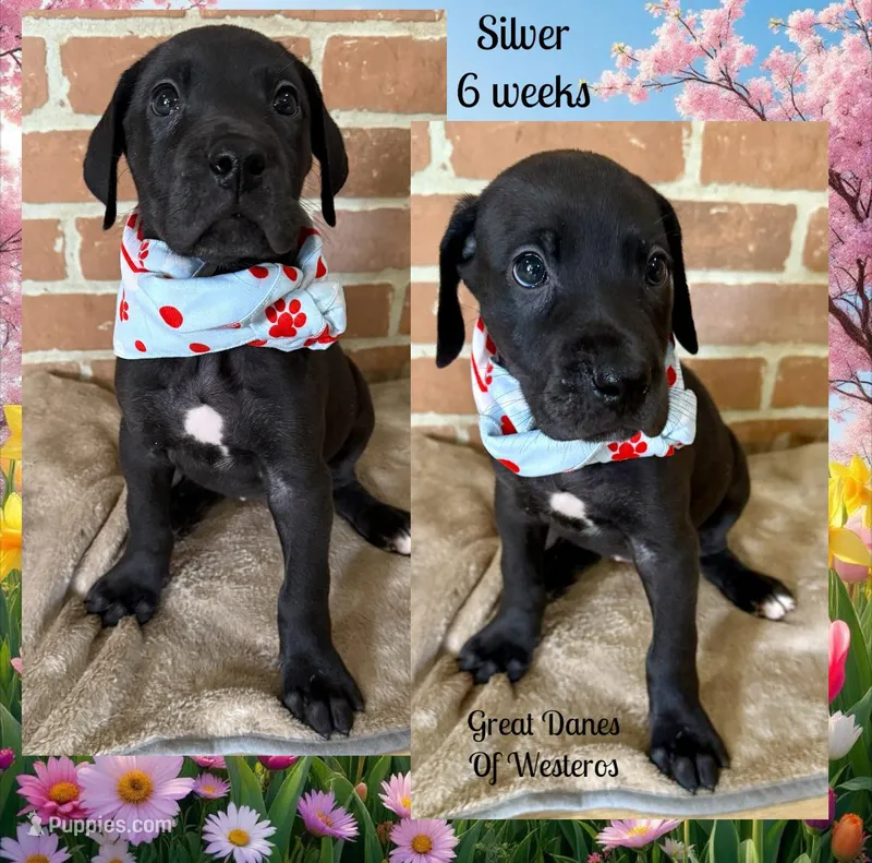 Silver – Great Dane puppy for sale in Pomeroy, OH