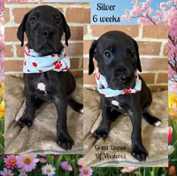 Silver, a female Great Dane for sale in Pomeroy, OH – Photo 1 of 6