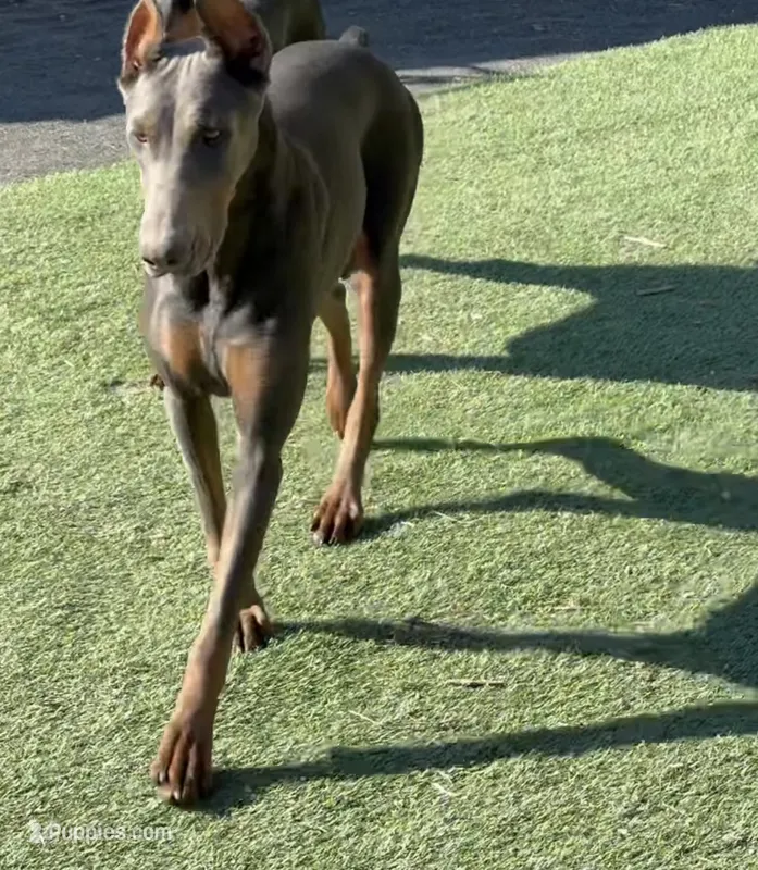 Asta – Doberman Pinscher puppy for sale in Pomeroy, OH