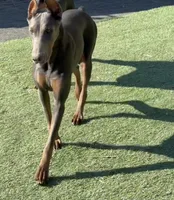 Asta, a female Doberman Pinscher for sale in Pomeroy, OH – 1 of 3