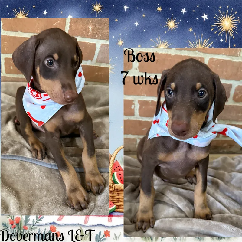 Grey – Doberman Pinscher puppy on hold in Pomeroy, OH