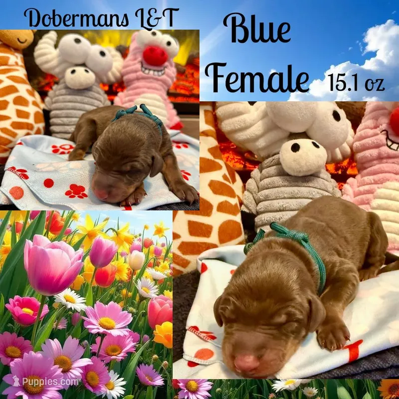 Blue  – Doberman Pinscher puppy on hold in Pomeroy, OH